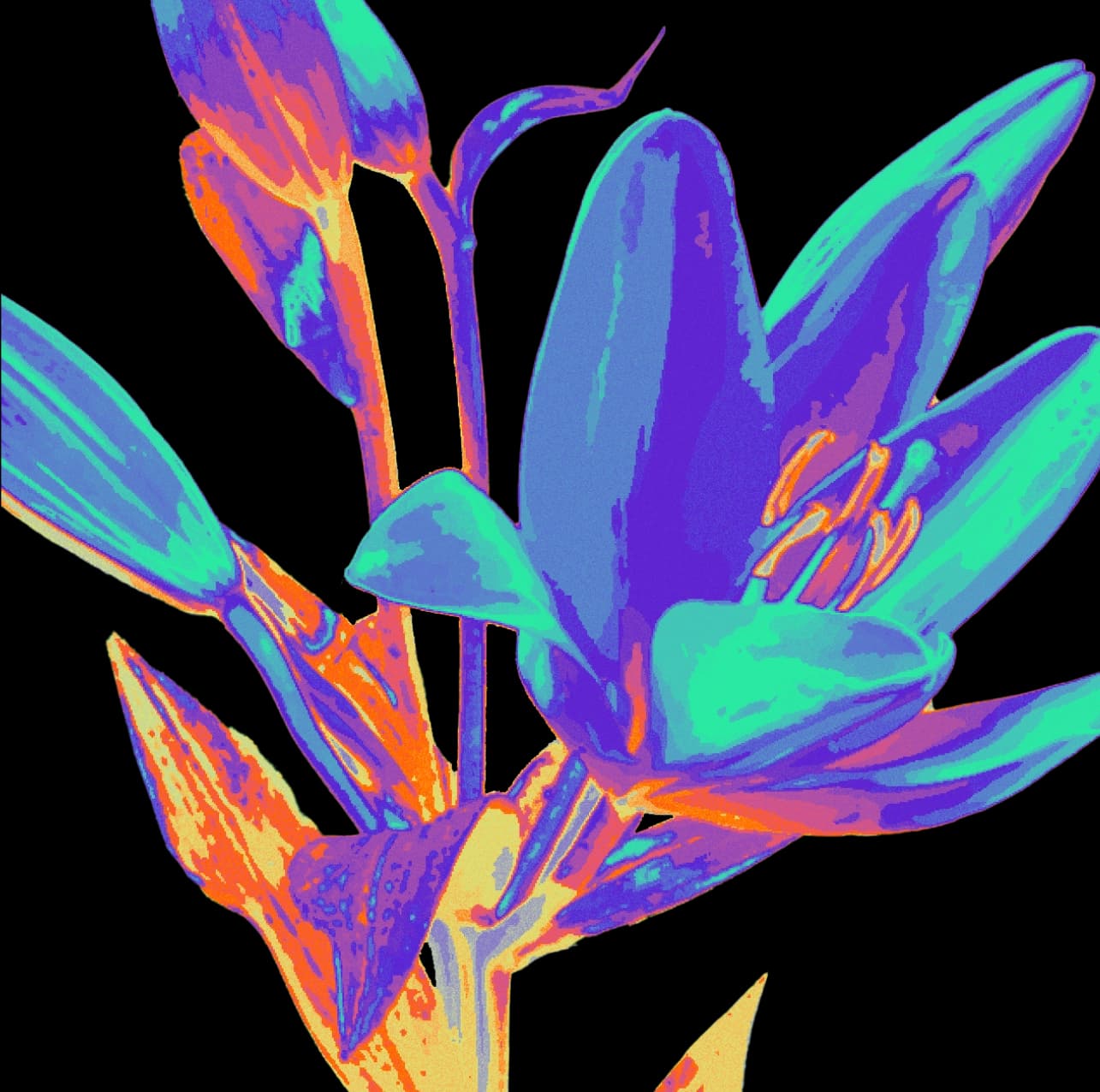 Hyperbolic Flower